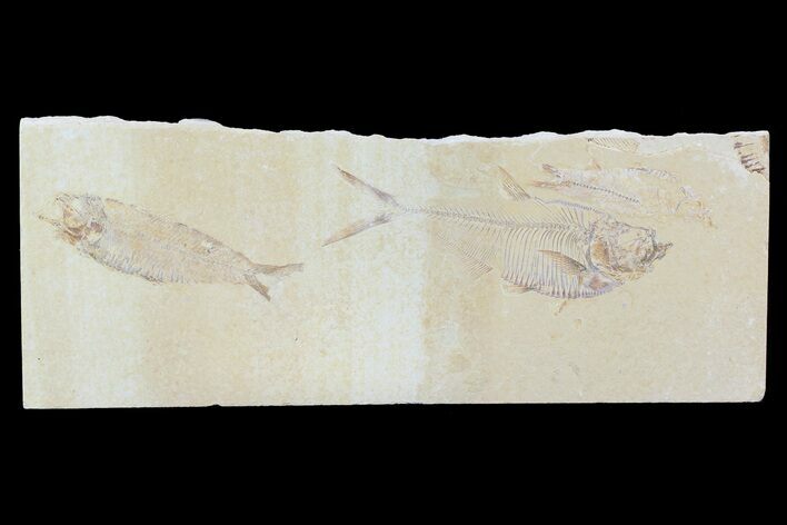 Multiple Fossil Fish (Knightia & Diplomystus) - Wyoming #74121